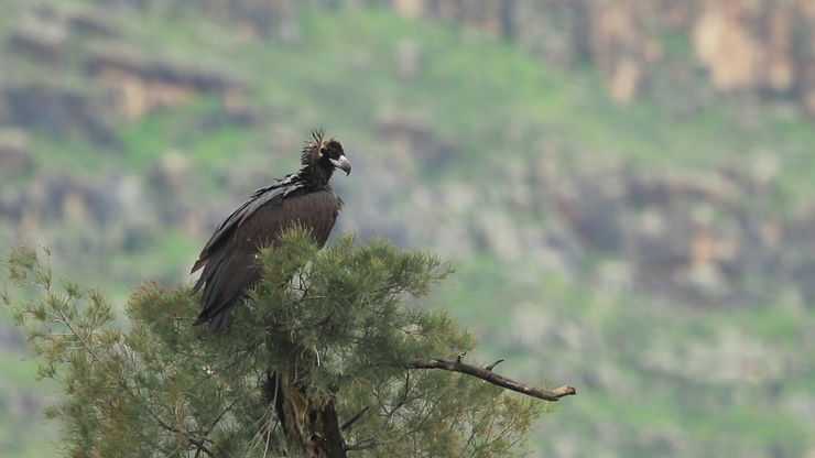 Black Vulture